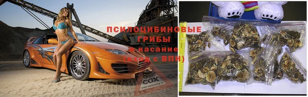 индика Белокуриха